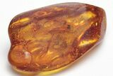 Detailed Fossil Mayfly (Ephemeroptera) In Baltic Amber #207543-1